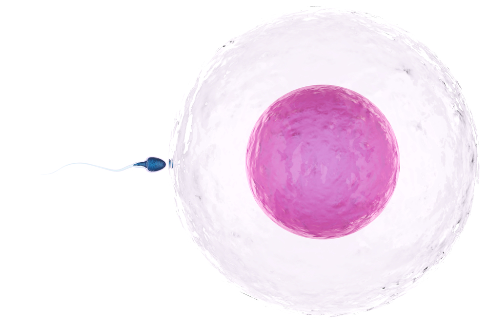 espermatozoide entrando a un óvulo