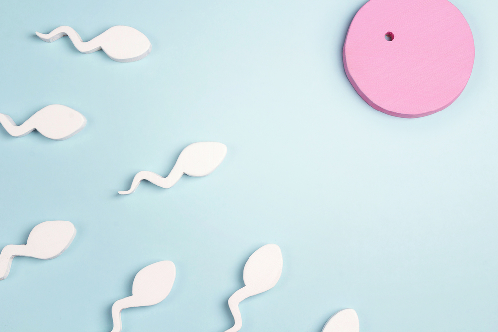 espermatozoides y ovulo